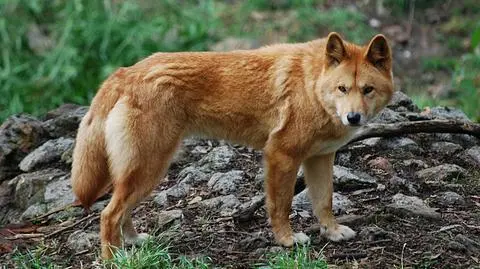 Po 30 latach oczyścili matkę. Winny pies dingo