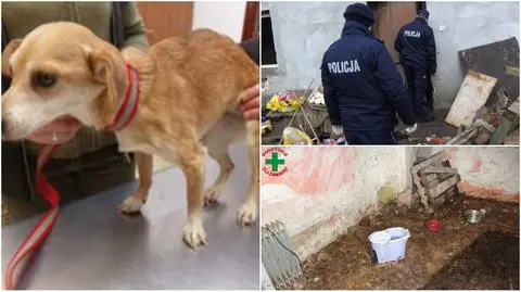 Gmina Pyzdry: Odebrano 18 głodzonych psów