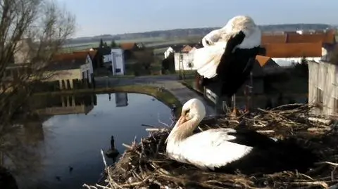 Bociany przyleciały do Dziergowic w woj. opolskim