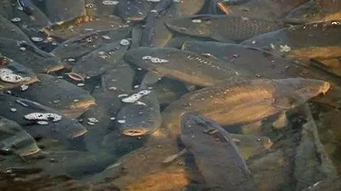 Kryzys? Urzędnicy i tak dostaną nagrody