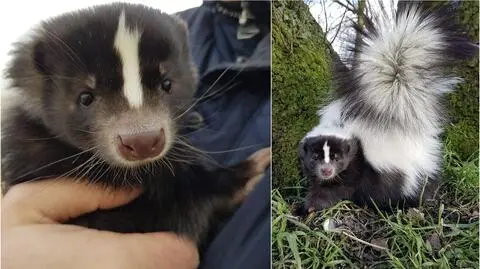 Poszukiwania skunksa Zuzi