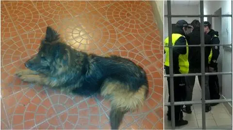 Z salonu gier prosto do domu. Baja wywąchała przestępcę