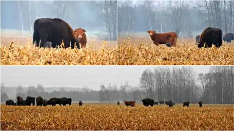 Stado żubrów zaakceptowało krowę jak swoją