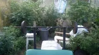 Mężczyzna hodował marihuanę w przydomowej szklarni