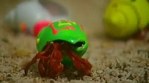 Krab pomalowany lepiej się sprzedaje