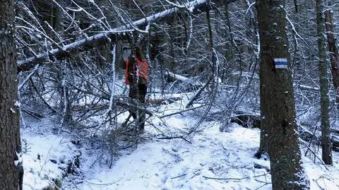Tatry. Po halnym na szlakach leżą powalone drzewa