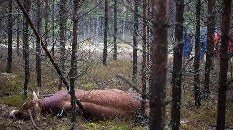 35 pocisków w rozjuszonego byka. "Nie miał wyjścia, musiał strzelać"