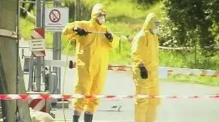 Wirus wykryty na fermie w Wachenroth w rejonie Erlangen-Hoechstadt jest należy do wyjatkowo niebezpiecznego typu. Horoba zabiła w ostanim czasie około 400 kaczek. Gdy inspektorzy wykryli że przyczyną pomoru jest grożny wirus fermę zamknięto. Wszystkie ptaki zostaną wybite. Na fermie jest ich 160 tysięcy sztuk. (APTN)