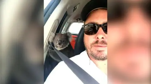 Koala w aucie, Tusk o piekle. Najciekawsze wideo tygodnia w tvn24.pl