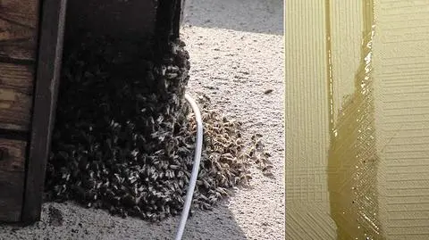 Starogard Gdański: miód leje się jej po ścianach