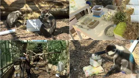 Wrocław. Dzień Świadomości o Mangabach w zoo