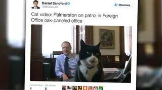 Foreign Office zatrudniło kota