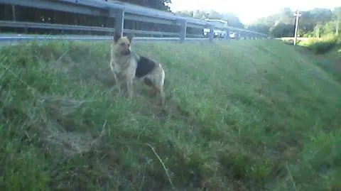 Od dwóch lat nie mogą złapać Misi - bezdomnego psa, który "zamieszkał" na ekspresówce S3