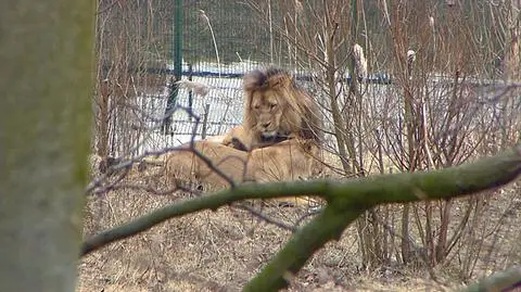 Lwy z gdańskiego zoo znowu są razem