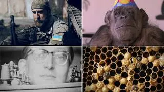 Podczas festiwalu będzie można zobaczyć polskie i zagraniczne filmy 