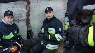 Strażnicy uratowali małego kotka