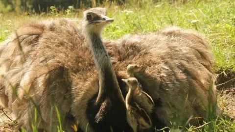 Gdańskie zoo zyskało siedem pisklaków nandu