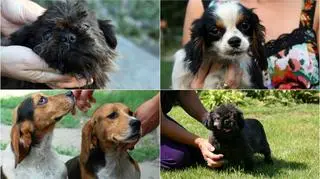 Psy zabrane z hodowli w Zbylitowskiej Górze