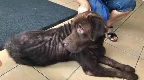 Opolskie. Wychudzony labrador "nie chciał już żyć"