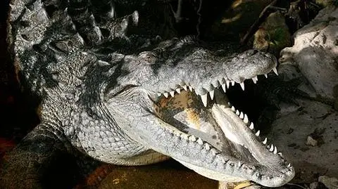 Australia: krokodyl pożarł dziecko