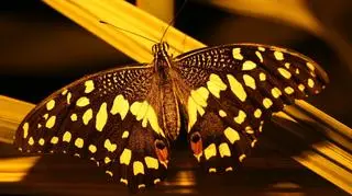 Egzotyczne piękności w zoo 