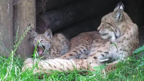 Chrzciny w zoo