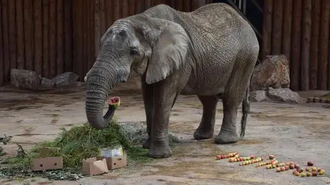 Kupa słonia jest świetnym nawozem (wideo archiwalne)