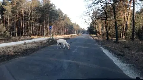 Dolny Śląsk: spotkanie z białym jeleniem