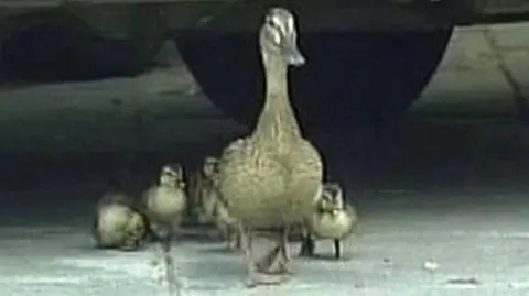 Śledztwo ws. kradzieży majtek