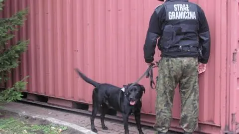 Labrador wskazał garaż z kontrabandą