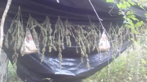 Uprawa konopi założona w lesie