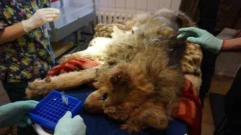 Ciężko chory pies wegetował w kojcu przed domem