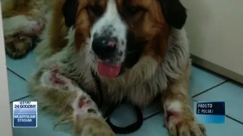  Znęcał się nad psem