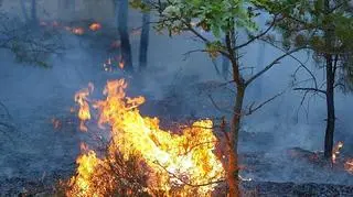 Pożar lasu