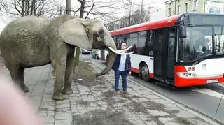 Słonica Tembo na ulicy w Częstochowie