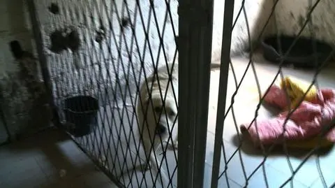 Fundacja SOS Animals przetrzymuje zwierzęta w tragicznych warunkach