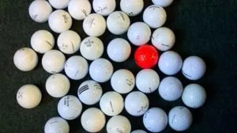 Pies żarłok połknął 13 piłek golfowych