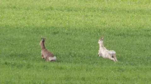 Biała sarna pojawiła się pod Murowaną Gośliną