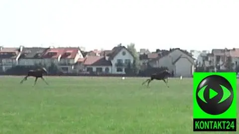 Galop łosi na lotnisku