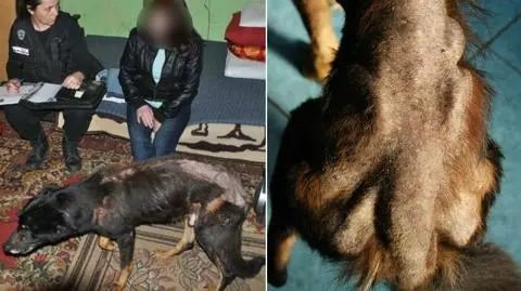 Wychudzony kundelek w Łodzi. Bez picia, żeby nie chodził na spacery