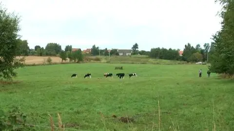 Cielaki zagryzione przez watahę wilków 