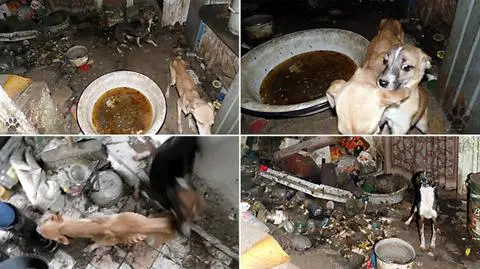 Psy wygłodzone tak, że żebra prawie przebiły skórę. "I co? Tak źle mają?"