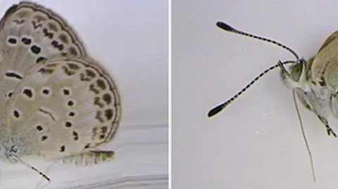 Zmutowane motyle z Fukushimy