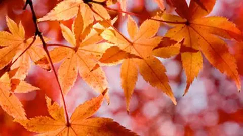 Jesień zaczęła się dziś o godz. 11:05. Dlaczego?