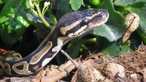 Uwaga, wężyki w samolocie!