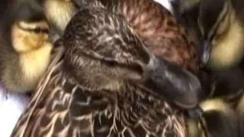 Kaczuszki zagubione w wielkim mieście