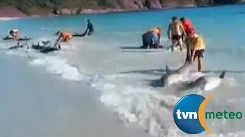 Plażowicze ratują stado delfinów