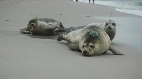Łodzik u wybrzeży Szwecji, Ławica opływa Gotlandię. Nowe życie helskich fok