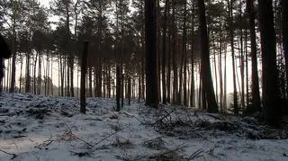 Zwłoki czterdziestolatki znaleziono w lesie 