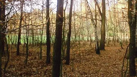 Giną drzewa Robin Hooda